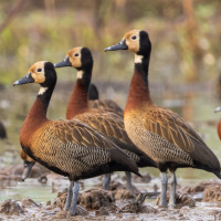 White-faced Whistling Duck
